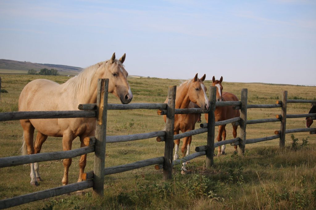 Three horses looking over a wooden rail fence