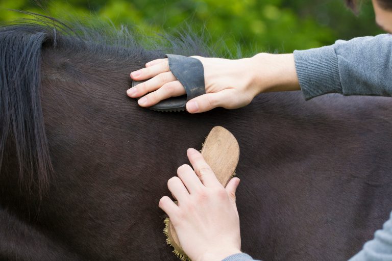 Boy grooming horse