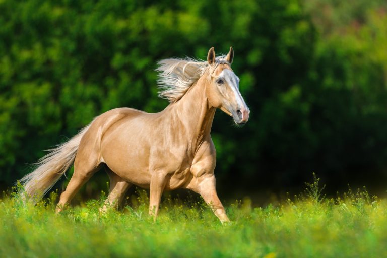 Beautiful palomino horse with long blond mane run on spring mead