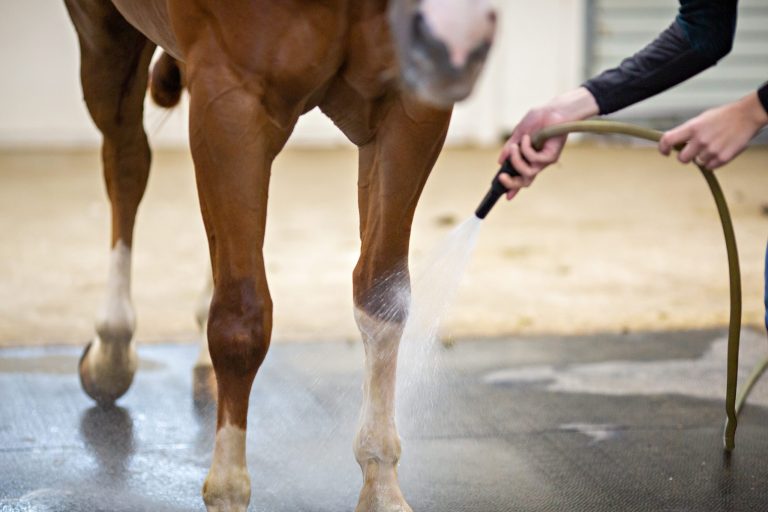 Hosing Horse Legs