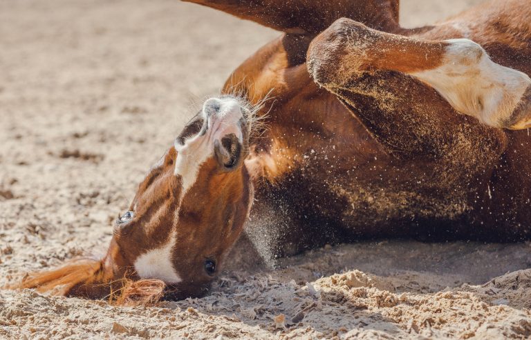 HR_23BON_Horsekeeping_BON23_Lipomas_01