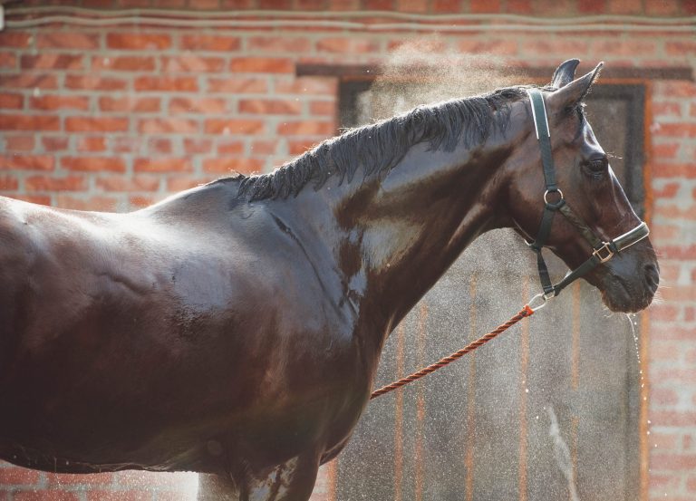 HR_23SUM_Horsekeeping_Heat-Stress