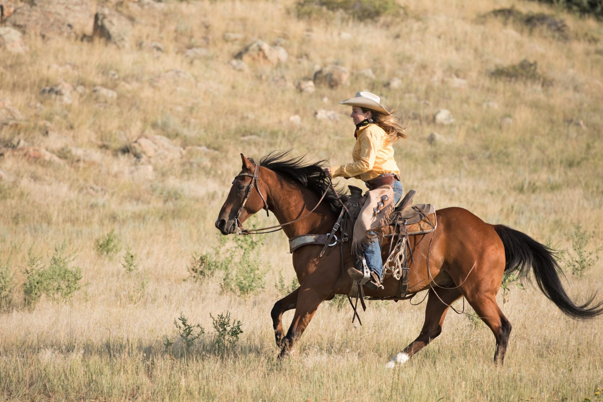 A Guide to Horse Gaits: Terminology for Beginners - Horse Rookie