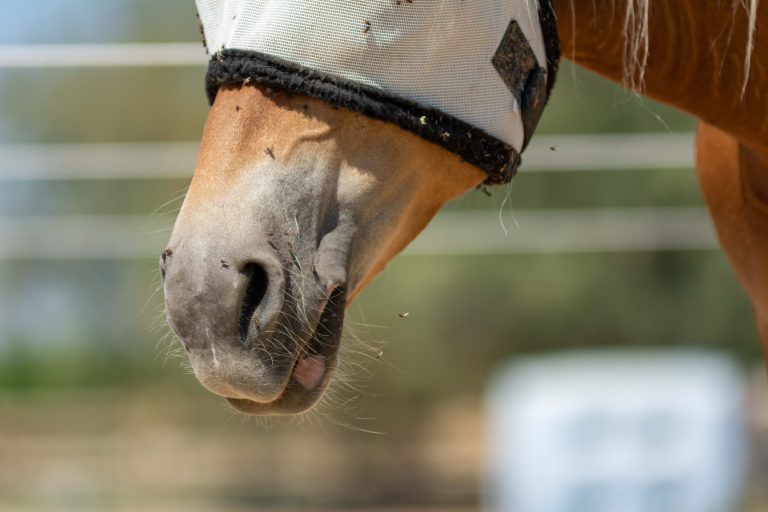 A lot of Flies flying and stationing on Horse Muzzle Bendaged in a sunny day