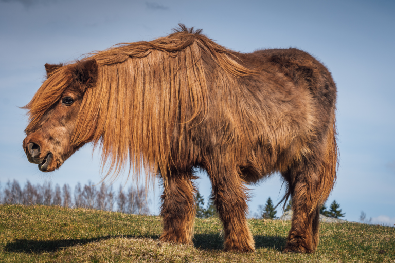 hairy-horse-old-PPID-iStock-6786235861