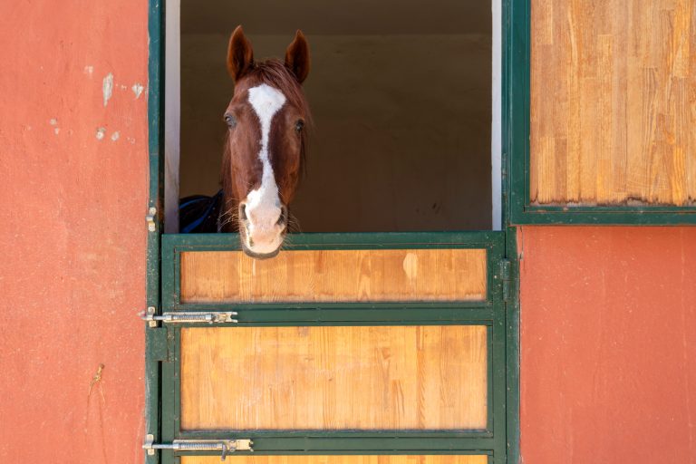 Stall, Stall Comfort, Keep your horse stalled comfortably
