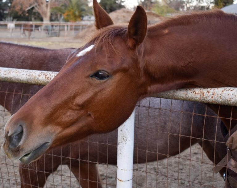 Curious Quarter Horse leaning over fence at farm