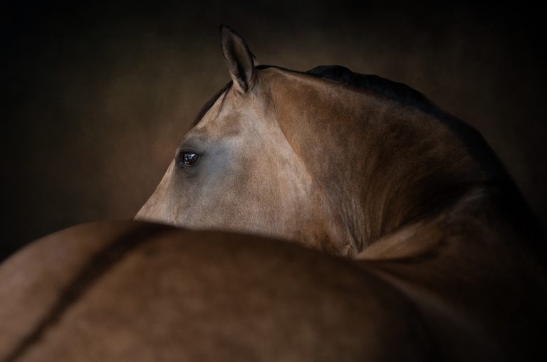 Portrait of a buckskin horse looking over its back