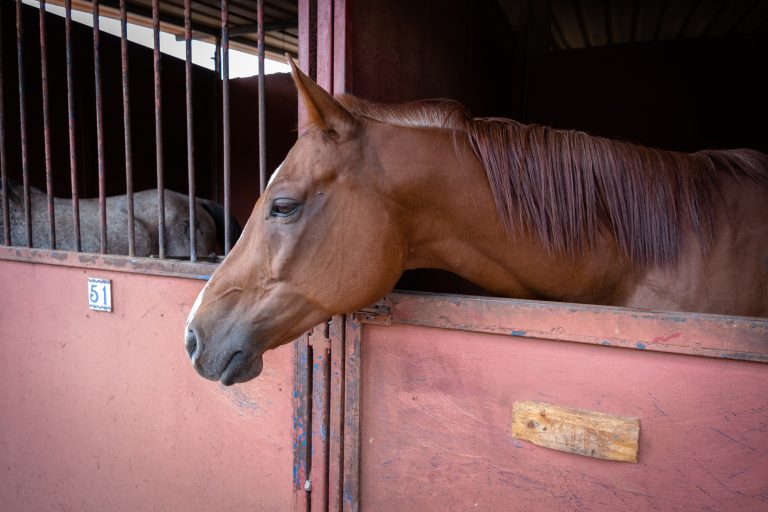brown horse resting in her stable