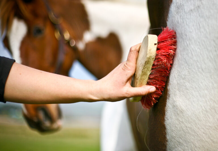 skewbald horse being groomed with a red brush