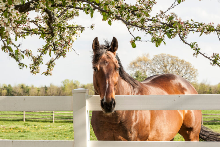 A bay Thoroughbred horse gazing over a white board fence framed in crabapple blossoms