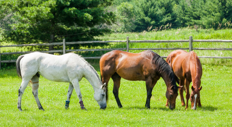 Three horses, a gray, a bay, and a chestnut grazing in a pasture
