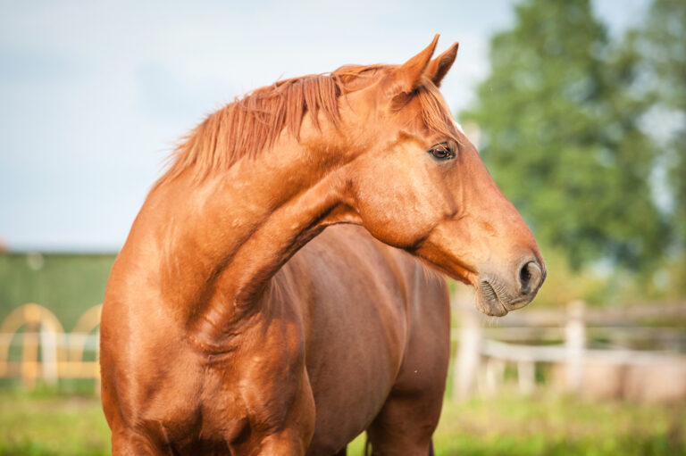 Portrait of beautiful red stallion