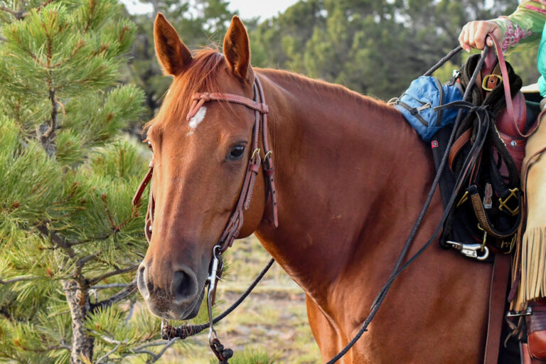 jg-trail-ride_halter-lead