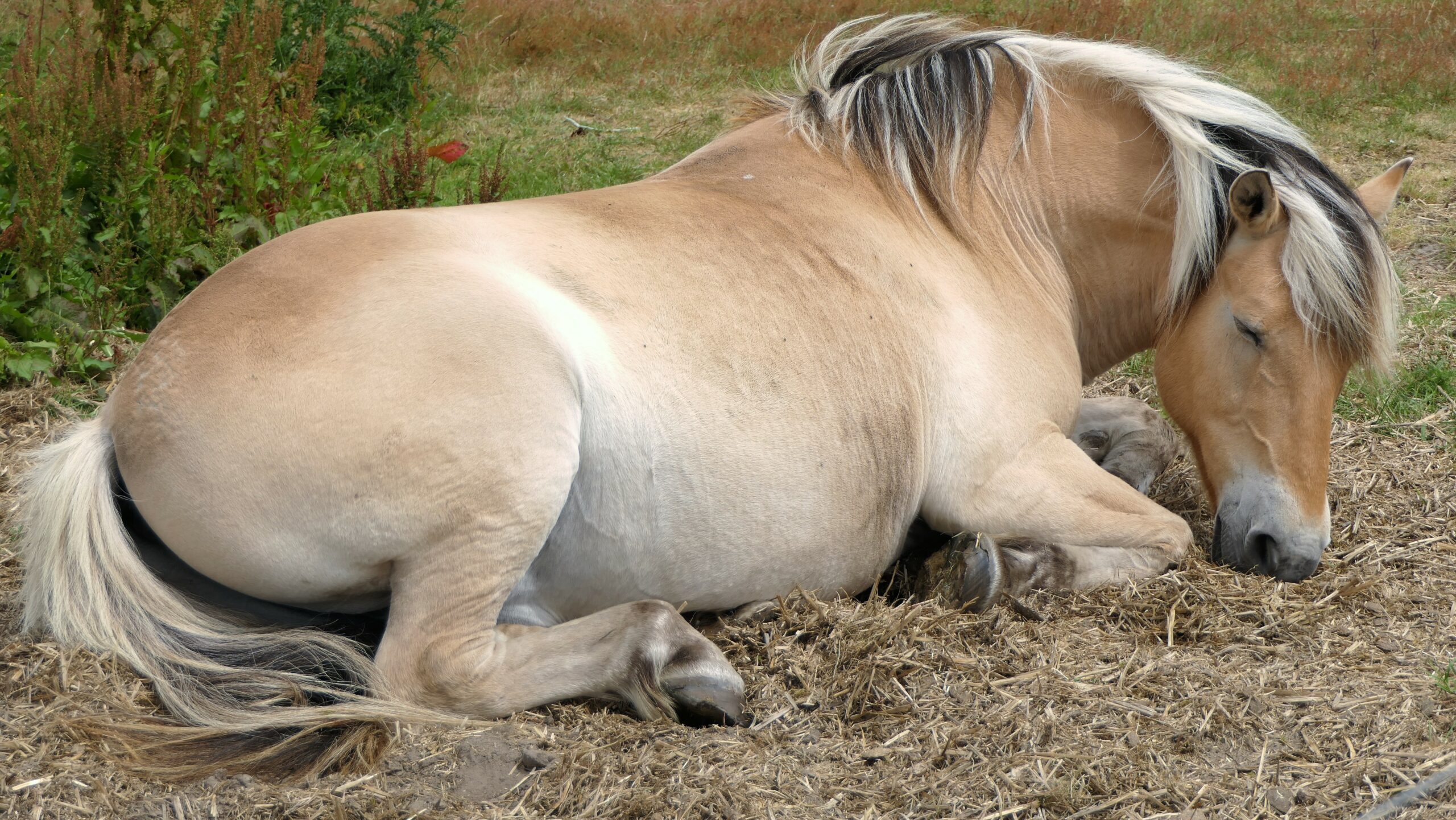 How long and how often horses lie down