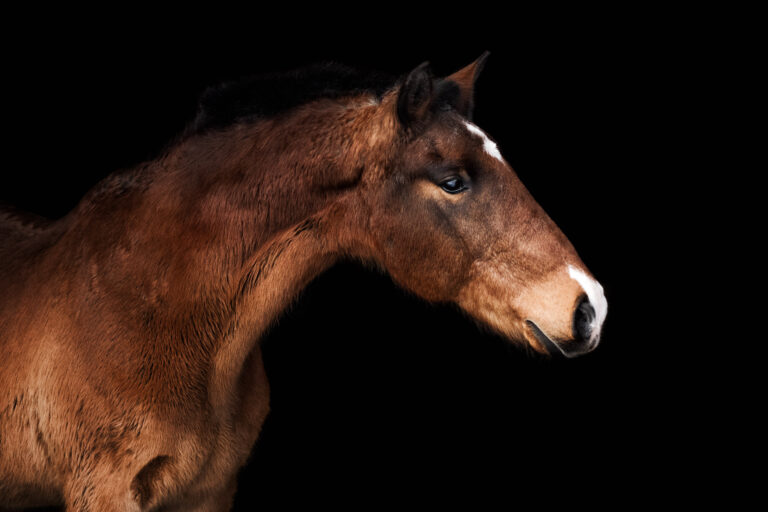 Bay senior horse stertching neck and posing against black background