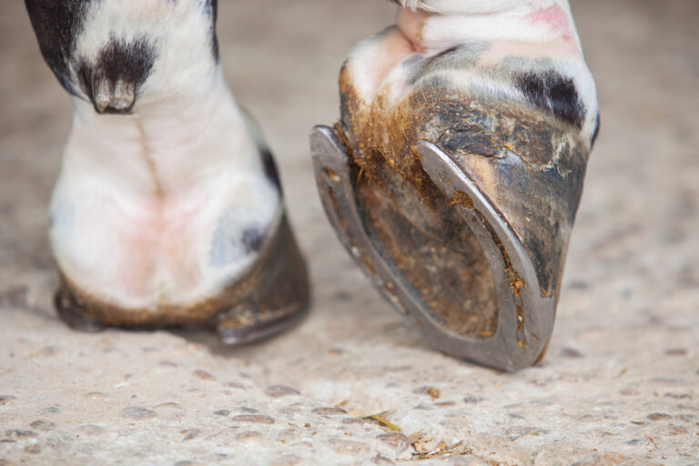 Detailed view of horse foot hoof outside stables