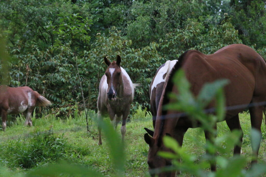 The horses of El Encanto. 