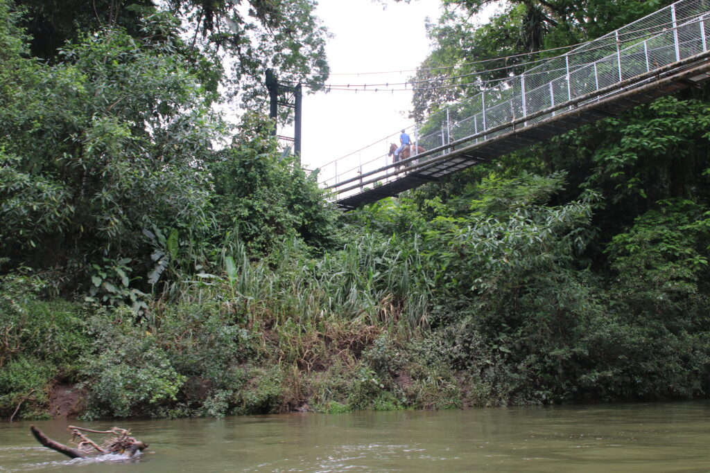 A suspension bridge above the Sarapique River. 