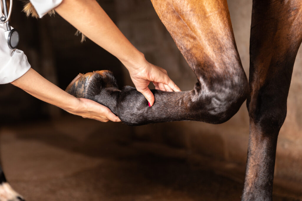 Vet holding horse leg and feeling tendons
