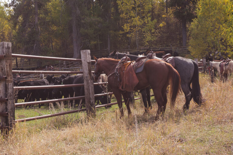 Horses tied up to fence at cattle corrals