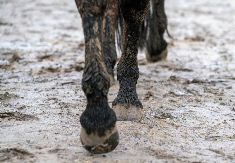 HR-23-WIN_Health_Thrush_01