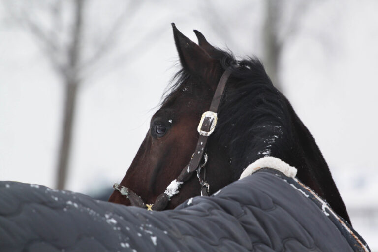 HR_23WIN Blanket Blunders_01