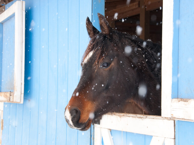 Dark bay Arabian horse looking out of a blue barn in heavy snow fall