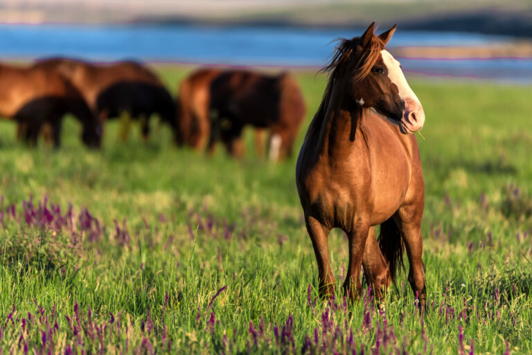 Wild horses graze in the sunlit meadow