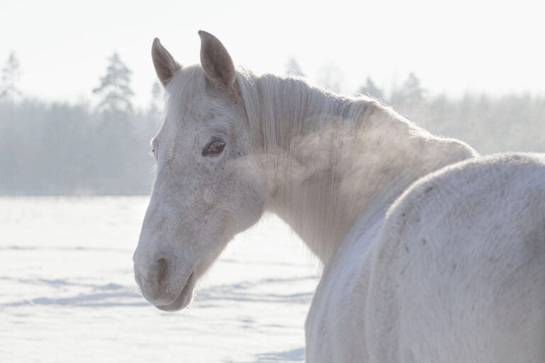Grey flea-bitten half-arabian mare in the winter field full of snow in cold sunny weather. Animal portrait