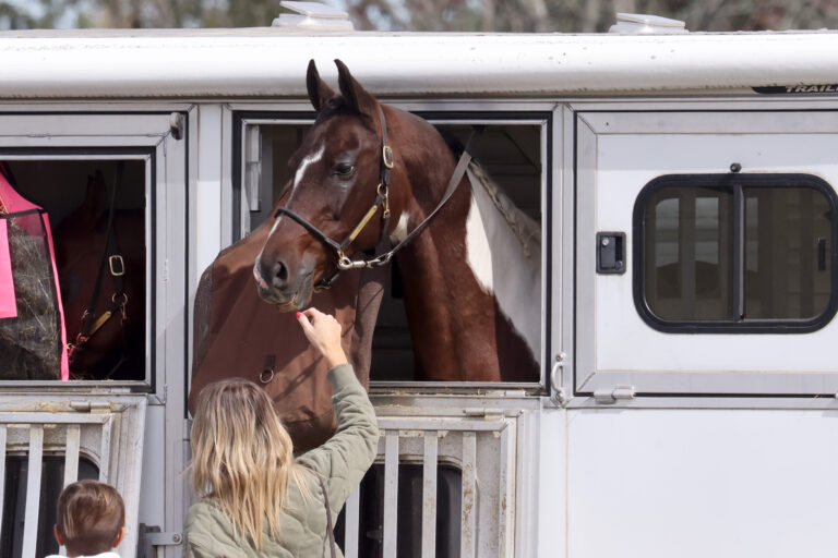 Paint horse in slant load trailer with alert expression watching goings on at horse show