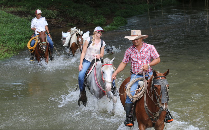 The experienced guides lead three-year-old grey mare through her first river crossing.