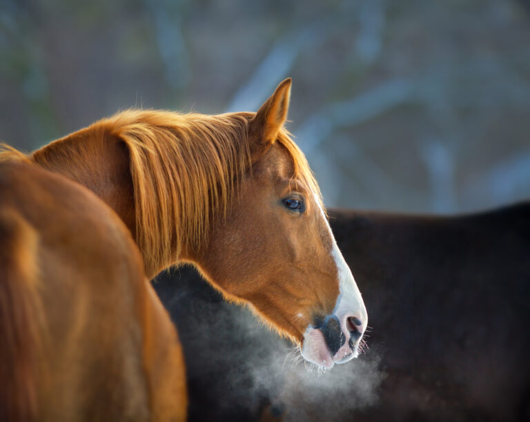 Red horse close up portrait with pair from nostril in winter sno