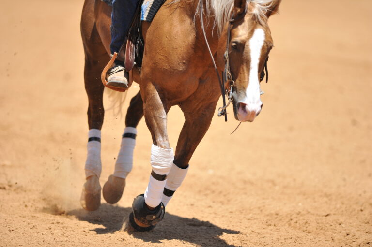 A front view of a rider and horse running ahead