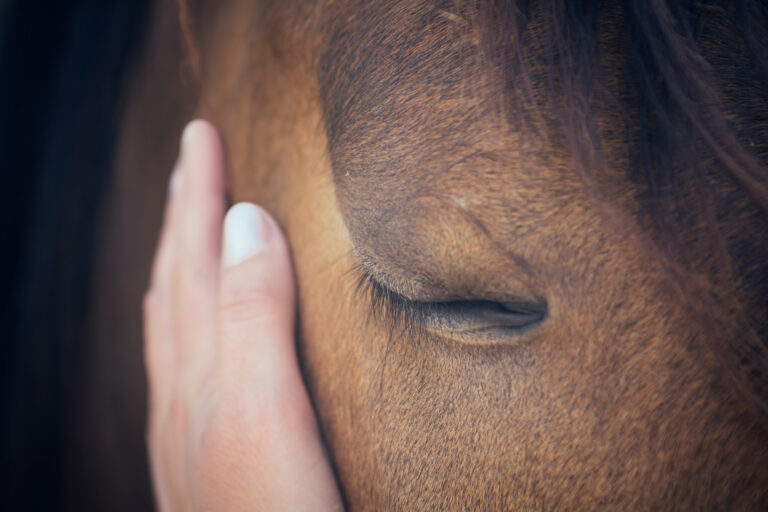 A female hand stroking a brown horse head - Close up portrait of