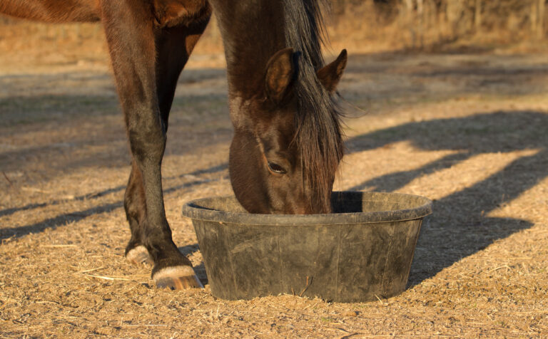 Dark bay horse eating feed from a black rubber pan outdoors in the evening