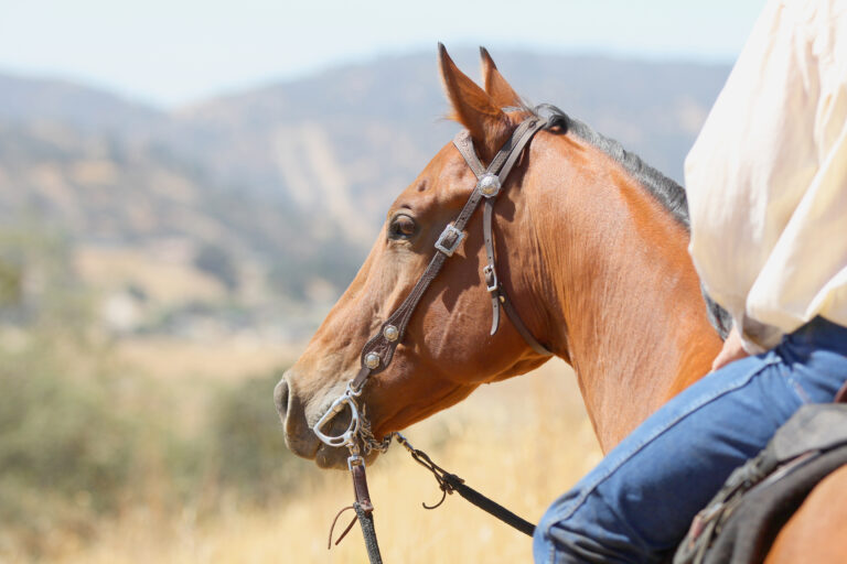 A bay horse and cowboy overlooking the valley on a long distance trail ride