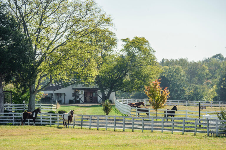 Small horse farm, barn, paddocks,horses,rural,Tennessee