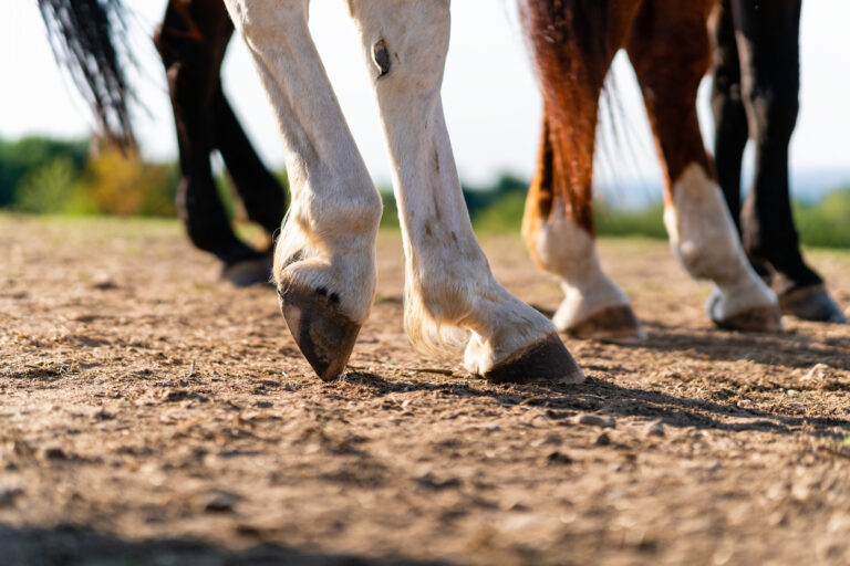 Close-up of a horse's hind legs and hooves in resting position on a horse pasture (paddock) at sunset. Typical leg position for horses. Concepts of rest, relaxation and well-being. Background blur