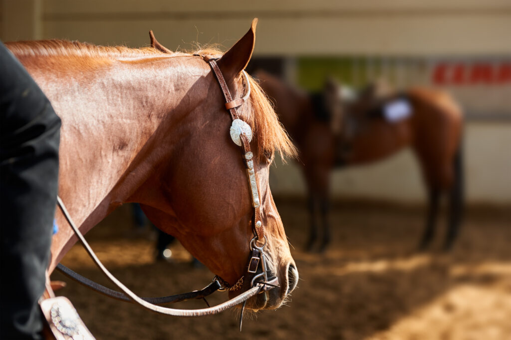 prepare for your next horse show with these tips.
