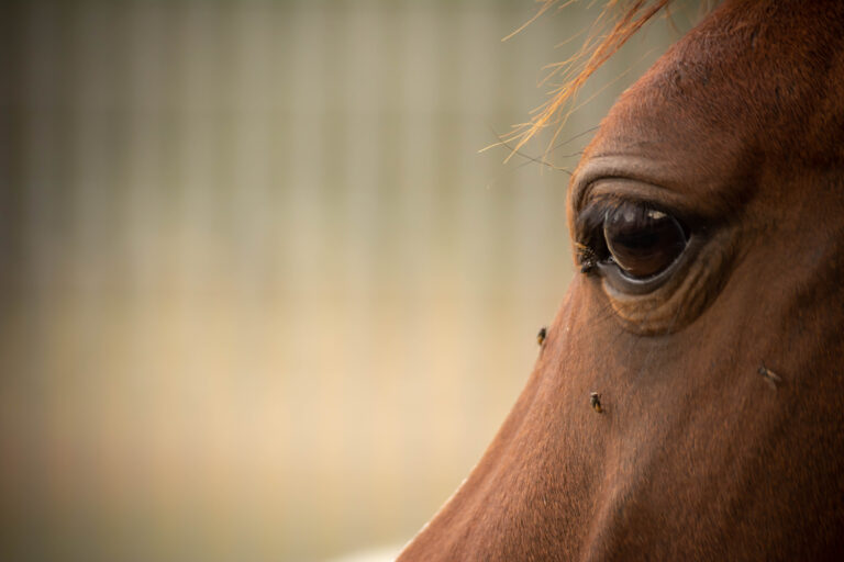 Close Up of Horse Eye Disturbed by Flies on Blurred Background