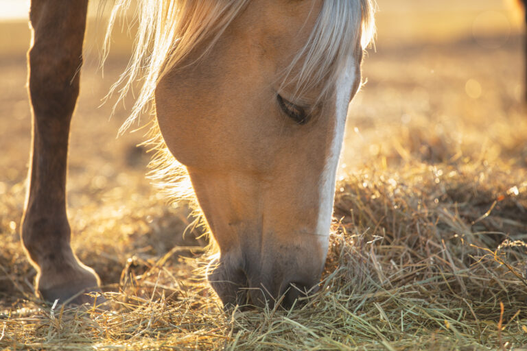 HR_24SPG-Barn-Hacks_01