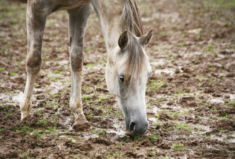 HR_24SPG_Health_hoof care_01