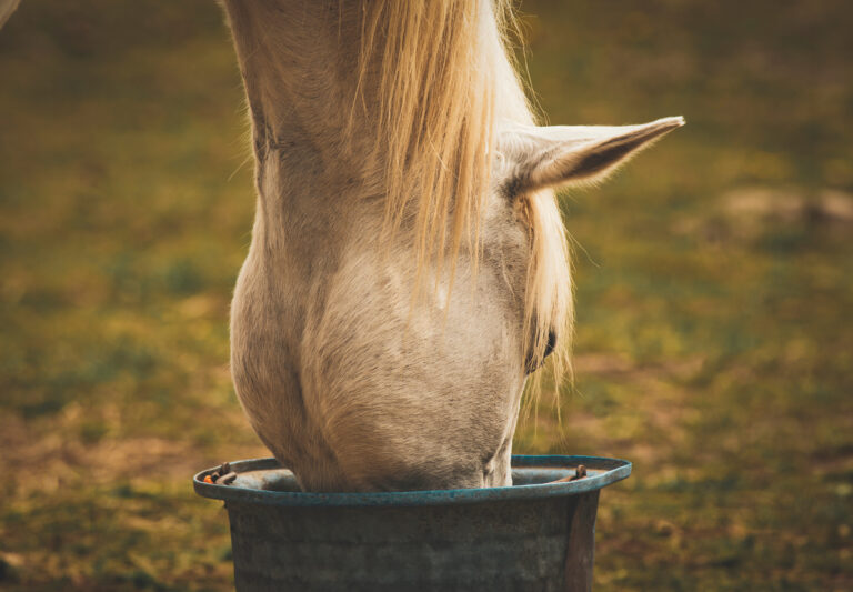 HR_24SPG_Horsekeeping_Low bulk diet_01