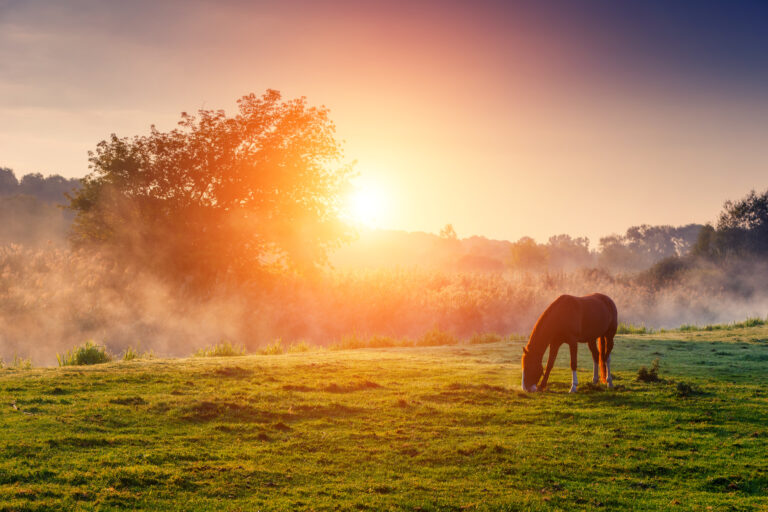 horses grazing on pasture