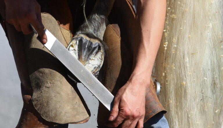 equine farrier, fits a horse shoe to a horse's hoof with a rasp