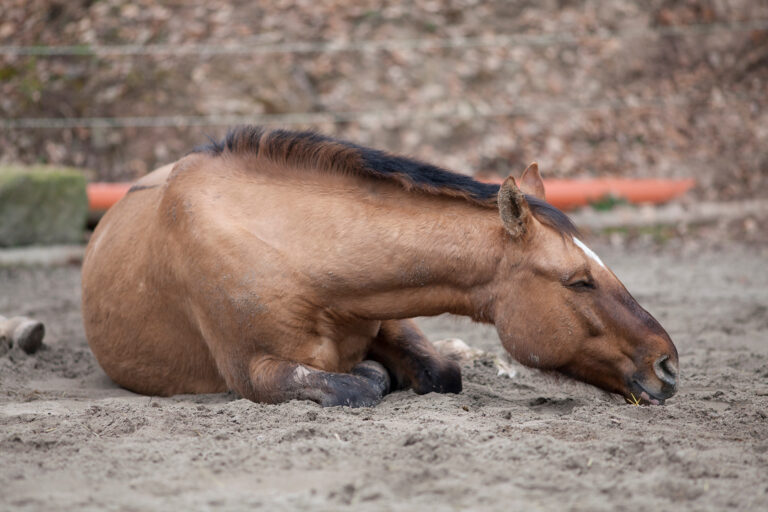 Horse with colic lie down and sleep outside