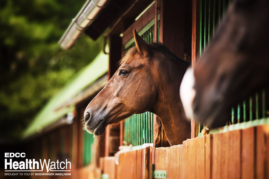 One horse in the Regional Municipality of Waterloo, Ontario, recently tested positive for strangles, and two horses are exposed. 