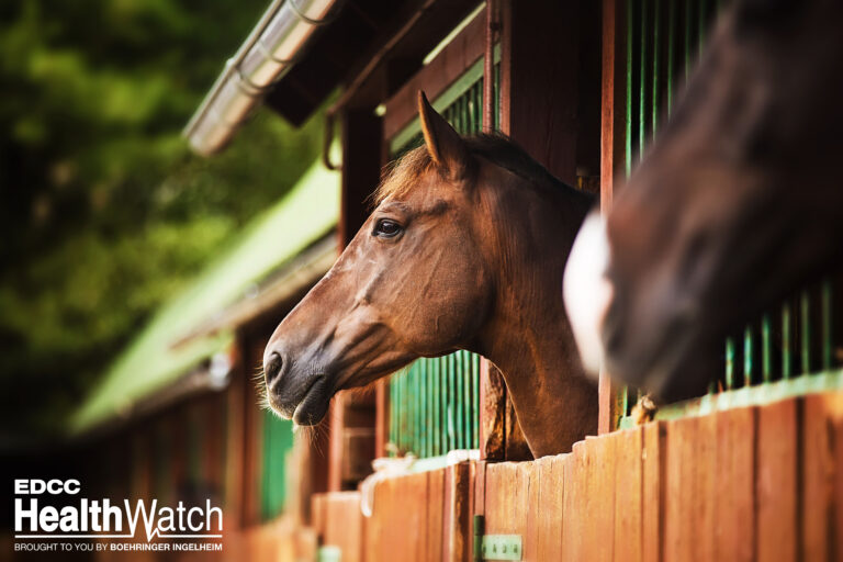 Portrait of a beautiful bay horse standing in a stall in the sta