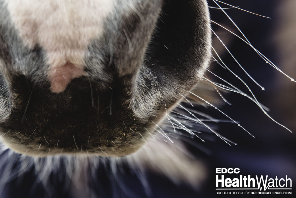 A Quarter Horse mare in Lake County, Florida, is positive for strangles, and 13 horses are exposed.